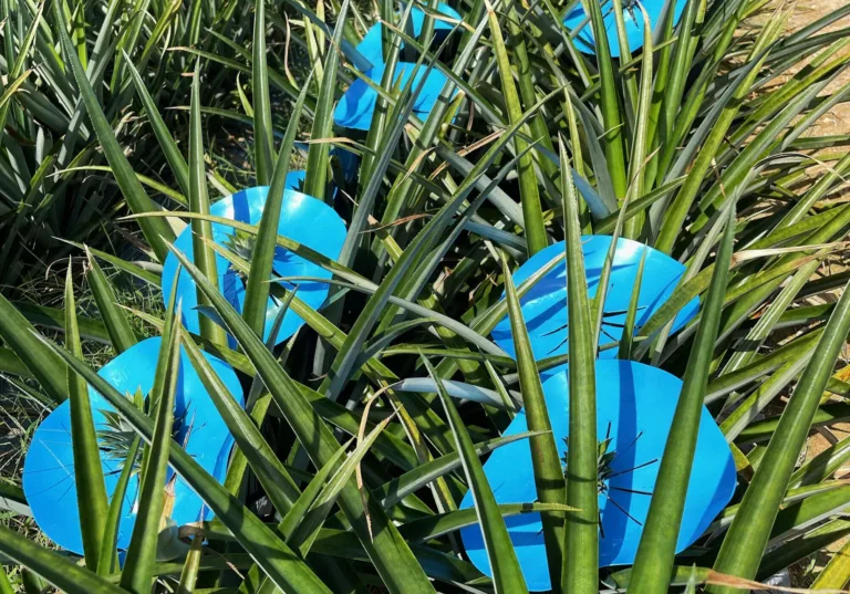 ChemistryCan_A parasol from recycled plastics to protect pineapples from sunburn