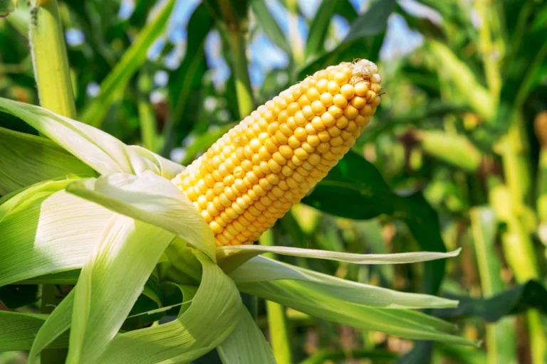ChemistryCan_Feeding the world while preserving the planet