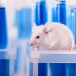 Non Animal Testing