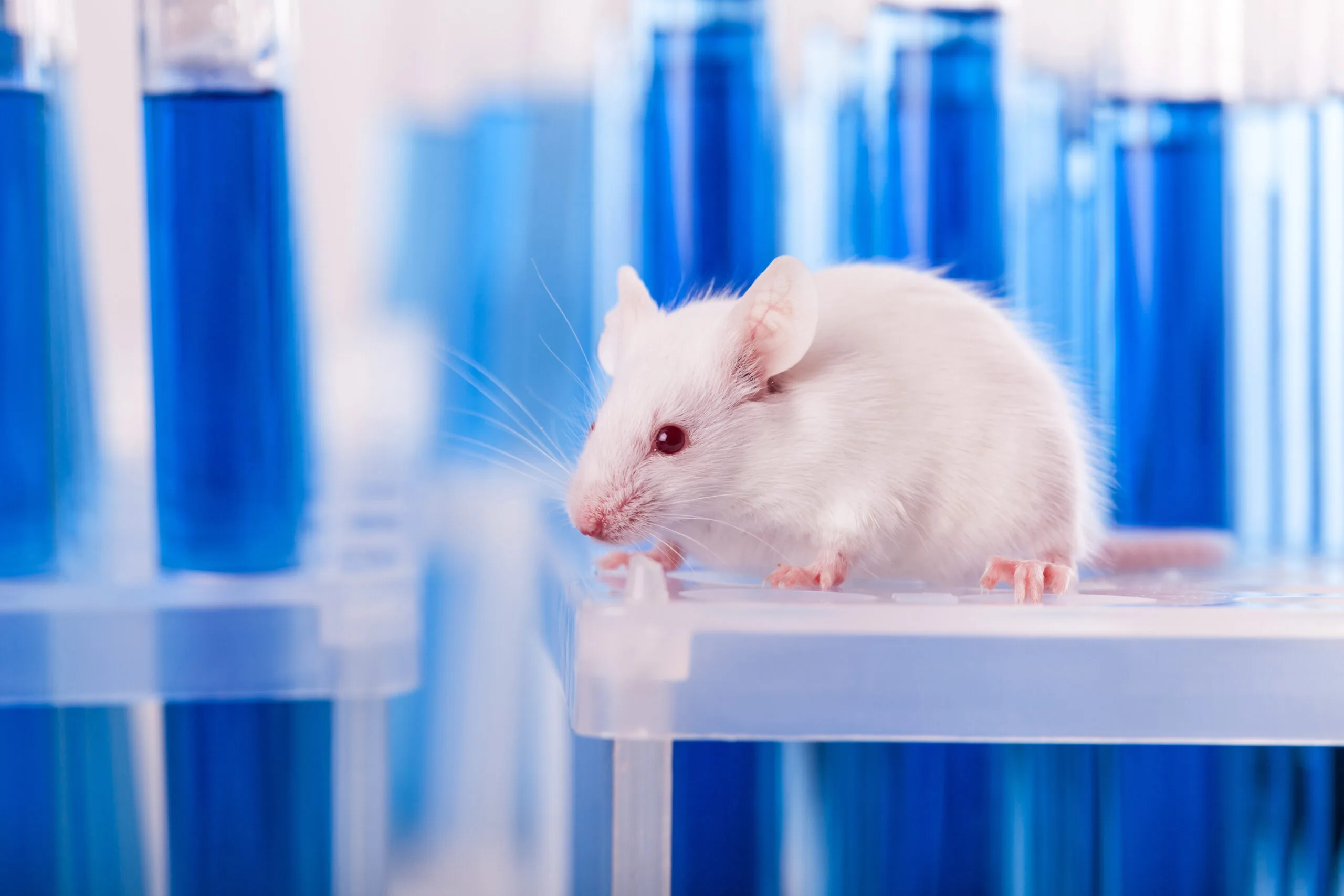 Non Animal Testing