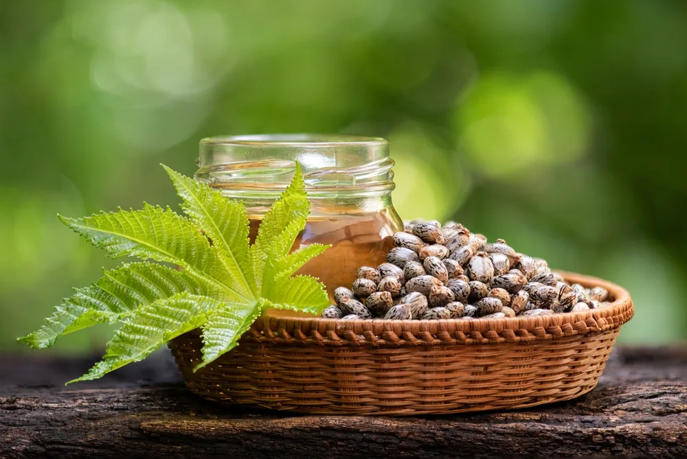 ChemistryCan Case Study Bio-based Polyamide from Castor Oil Advancing Materials Innovation_shutterstock_2485688197