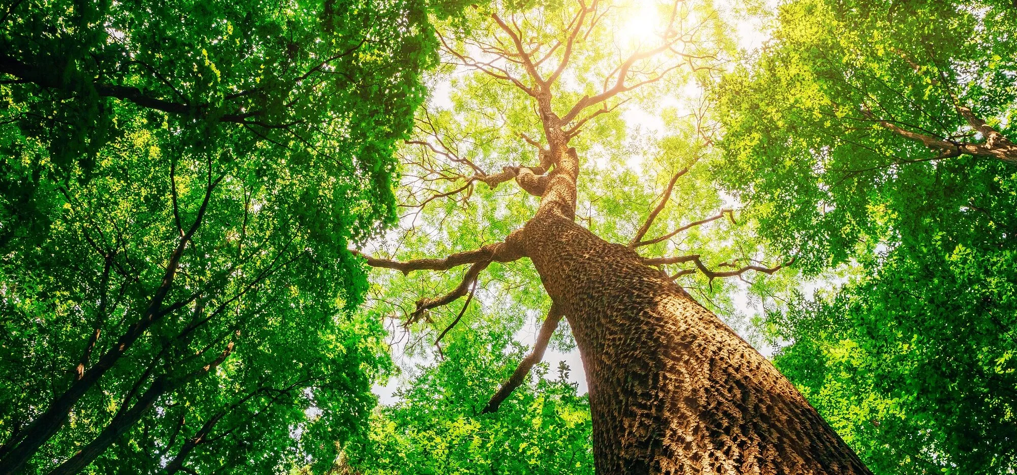 Inside News - Safe and Sustainable-by-Design - The transformative power behind circular and climate neutral innovations