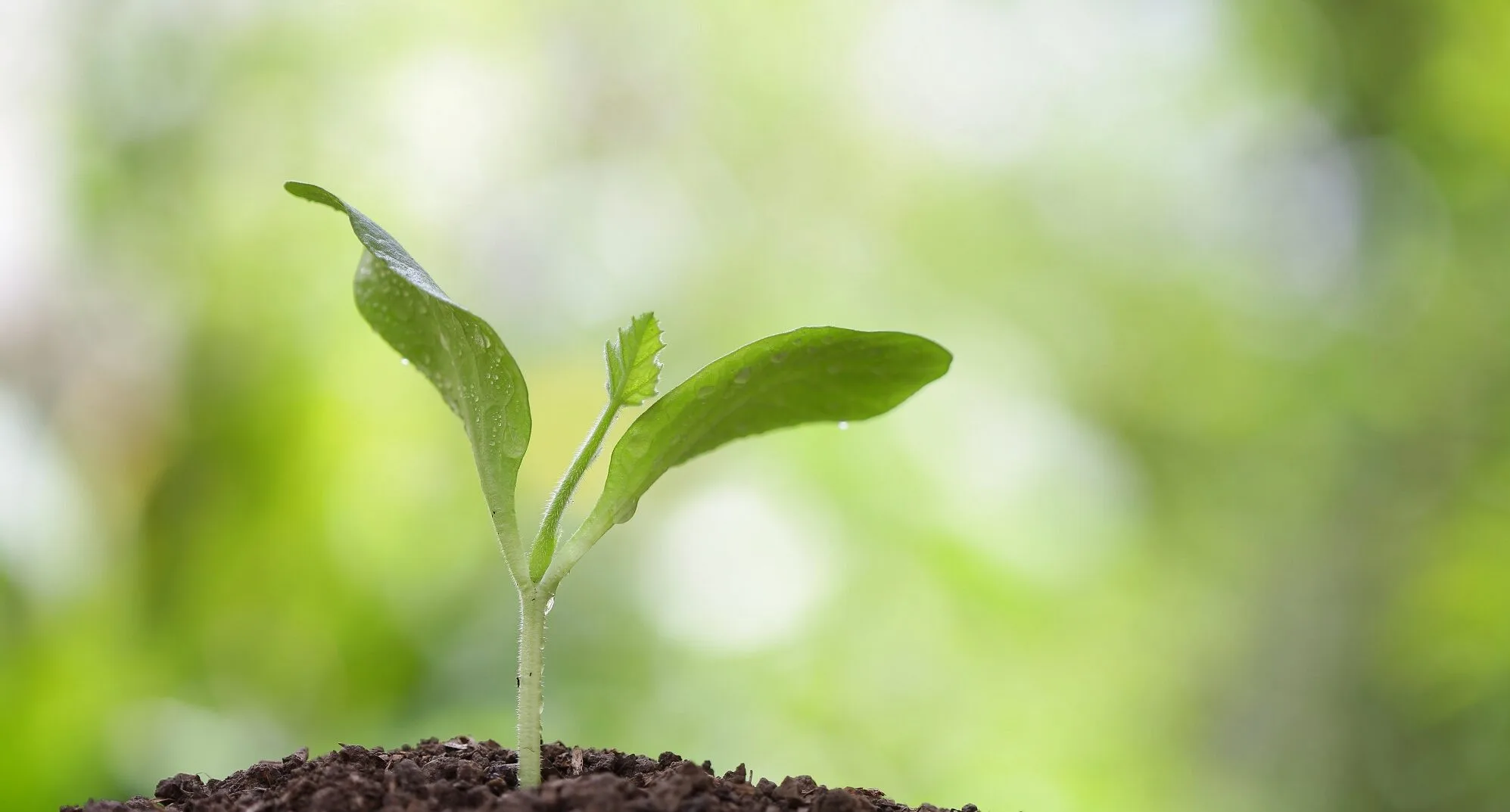 News Bio Economy