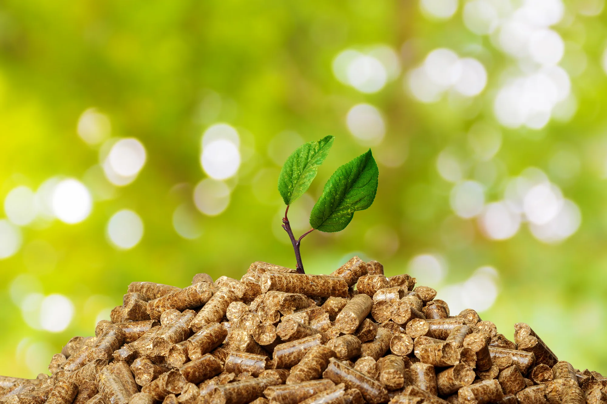 bioeconomy