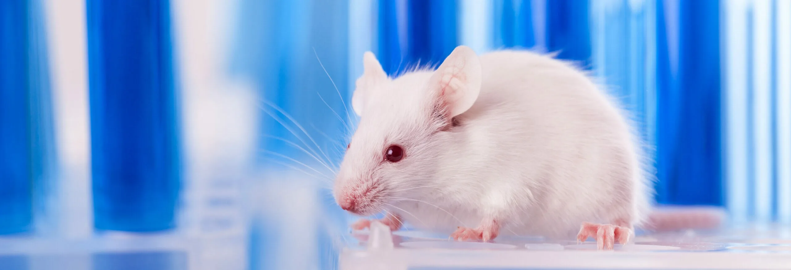 Non Animal Testing - in article