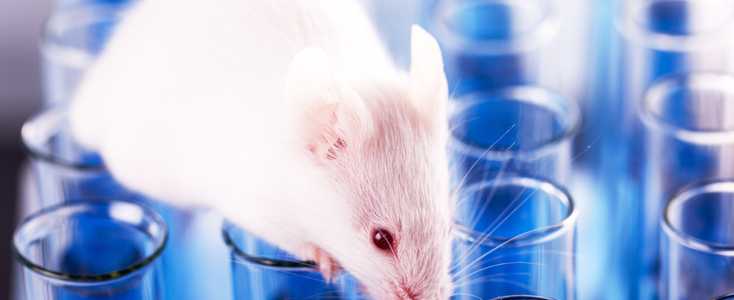 Alternative approaches to animal testing 